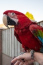 Large colorful South American macaw araÃÂ parrot close up